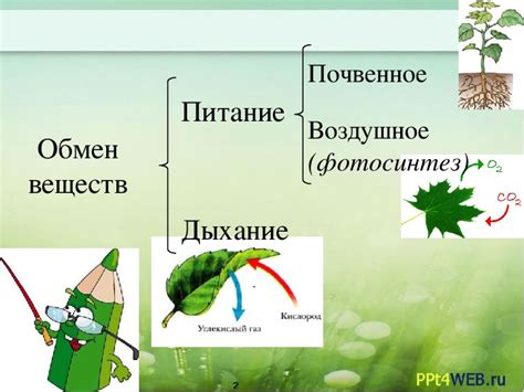 Обмен веществ и дыхание у губоковых организмов