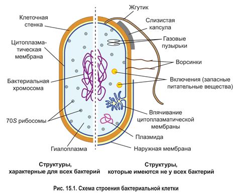 Оболочка и стенка бактериальной клетки