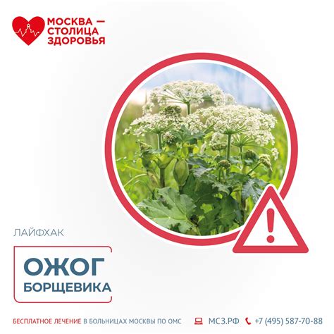 Обработайте пораженные участки