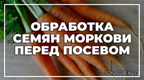 Обработка моркови перед погребением