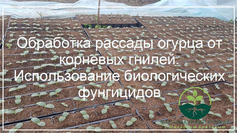 Обработка рассады