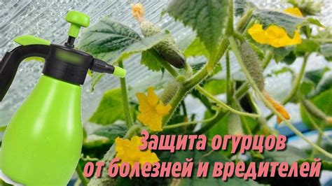 Обработка рассады огурцов от вредителей с помощью народных средств