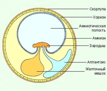 Образование амниотической полости