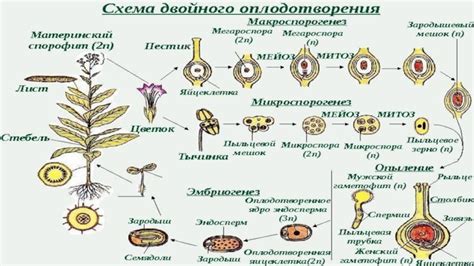 Образование спорангиев