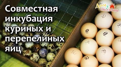 Обращение и вращение яиц в процессе инкубации