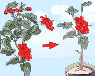 Обрезка и формирование кроны гибискуса