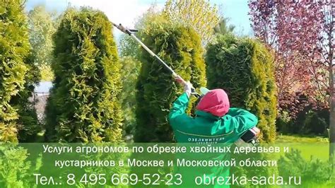 Обрезка и формирование кустов