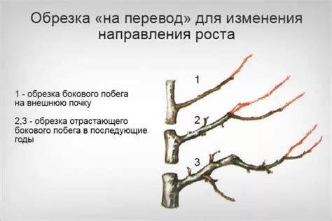 Обрезка побегов: забота о форме и продуктивности