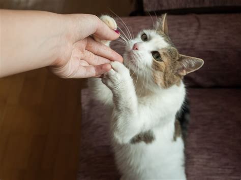 Обучение кошек
