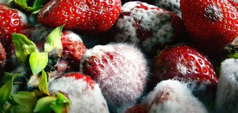 Овощи с плесенью: можно ли их есть и как определить безопасность продукта