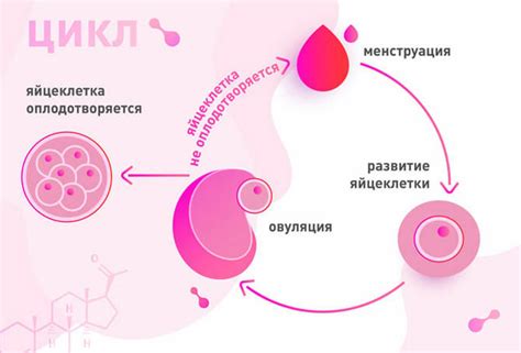 Овуляция: процесс и признаки