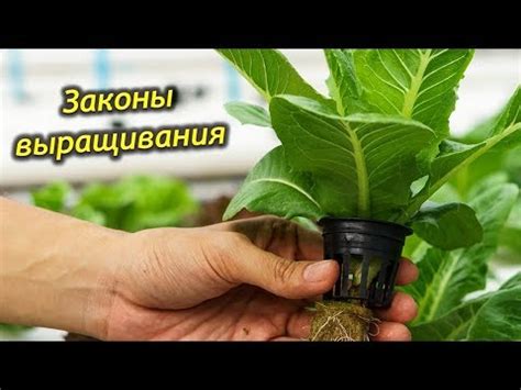 Окружающая среда для успешного выращивания