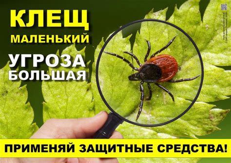 Опасности, связанные с нападением клещей на огурцы