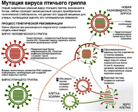 Опасность возникновения мутаций и появления новых вариантов вирусов