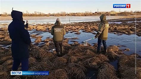 Опасность необратимых последствий от хранения неочищенных груздей на протяжении ночи