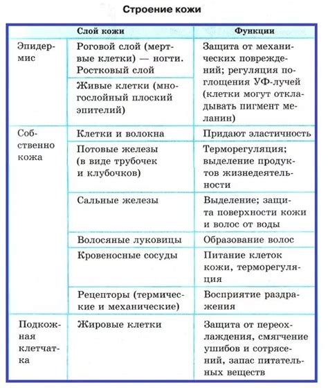 Описание и особенности t-зоны кожи