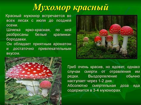 Описание мухомора: разновидности и распространение