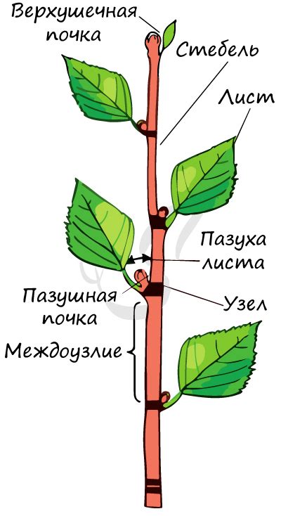 Описание наростов на стебле розы