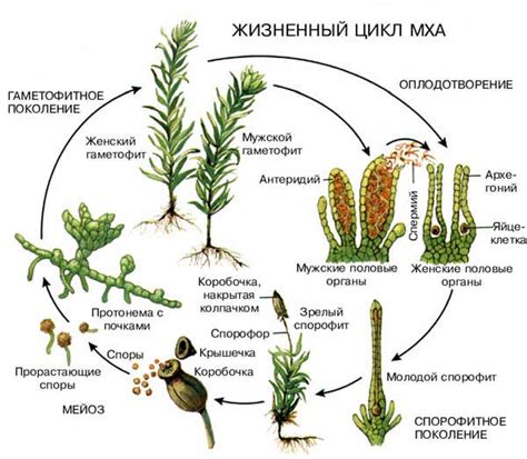 Описание различий между гаметофитом и спорофитом в разных видах мохов