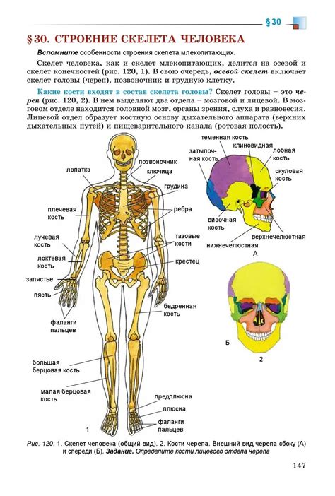 Описание функций костей