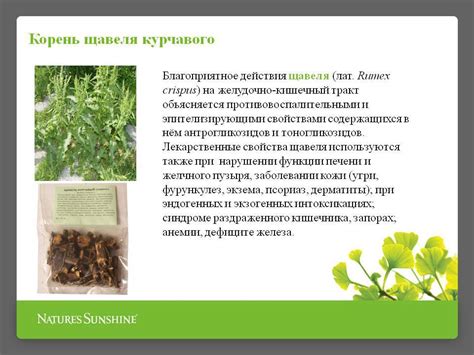 Описание щавеля и его полезные свойства