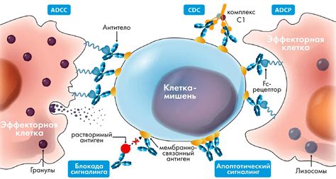 Определение антител и их роль