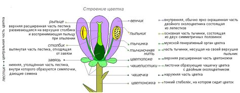 Определение вида цветка
