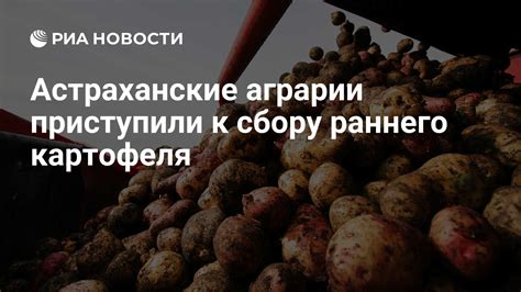 Определение готовности картофеля к сбору