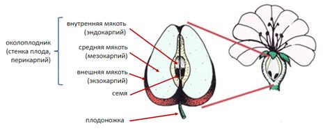 Определение готовности плодов