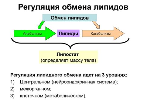 Определение липидного обмена и его значимость