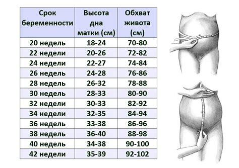 Определение нежной полоски и ее значения в проверке на предмет беременности