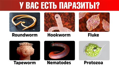 Определение паразитов в организме