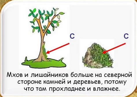 Определение сторон света по мху