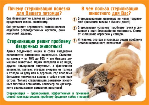 Оптимальные возрастные рамки для хирургической кастрации собаки