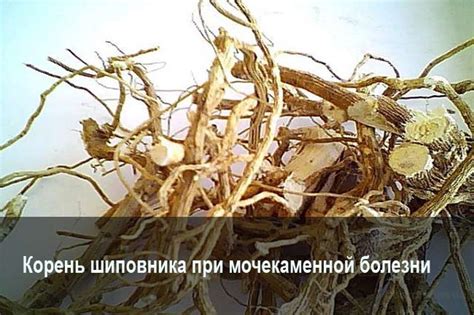 Оптимальные методы орошения шиповника в зависимости от условий