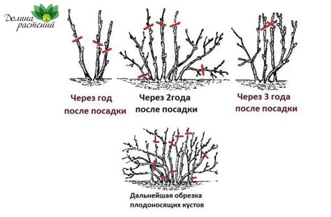 Оптимальные сроки и условия обрезки кустов смородины