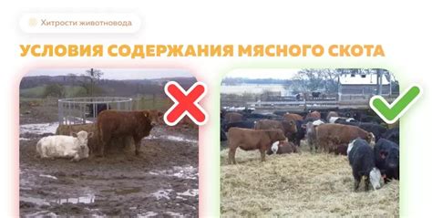Оптимальные условия содержания нелетающего вороненка
