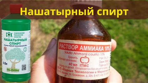 Оптимальные условия хранения и дозировки нашатырного спирта для помидор