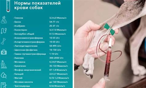 Оптимальный момент для последнего приема жидкости у собаки перед проведением анализа крови