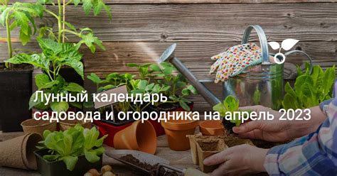 Оптимальный момент для проведения ухода за листьями брокколи