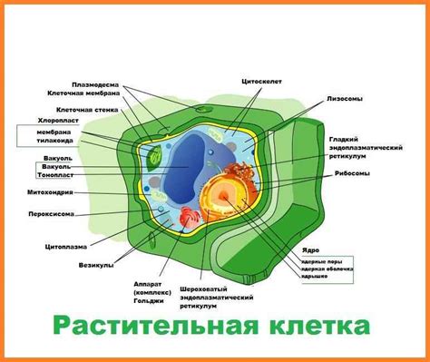 Органеллы в клетках растений и бактерий