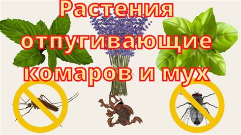 Организация экологически чистой среды для отпугивания мух