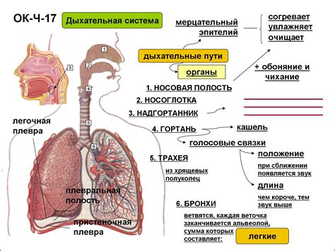 Органы дыхания человека