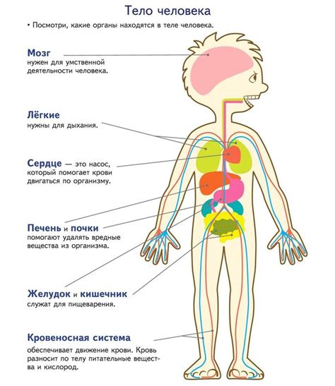 Органы как часть системы