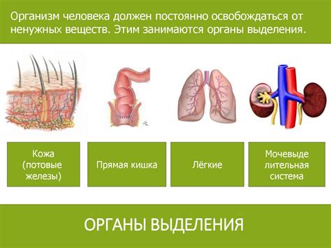Органы питания и выделения