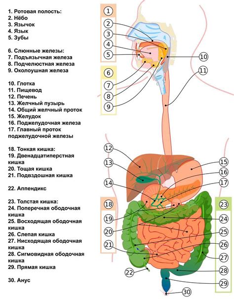 Органы пищеварения и их функции