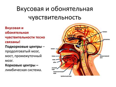 Органы чувств и давление