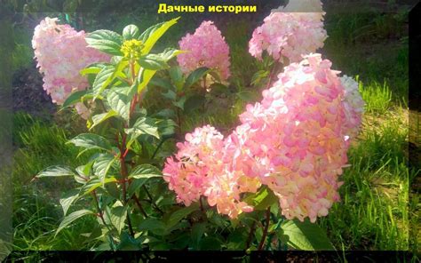 Осенний кустарник гортензии