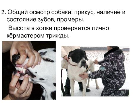 Осмотр собаки на наличие паразитов