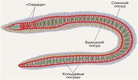 Основное значение туза червей